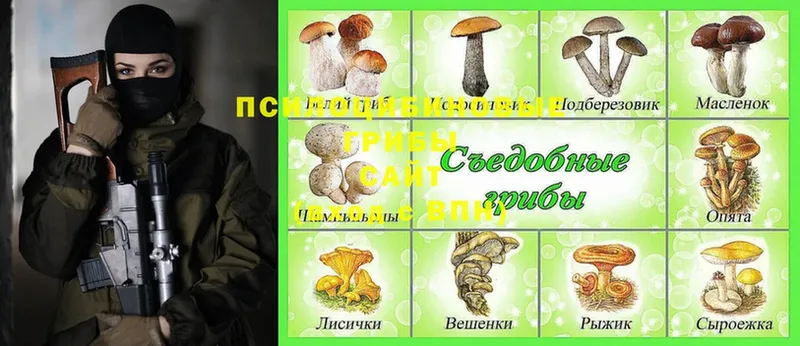 Псилоцибиновые грибы Cubensis  Ртищево 